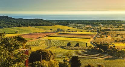 Viñedos de Bolgheri y Castagneto al atardecer, en la costa de la Toscana, con el mar Tirreno al fondo.