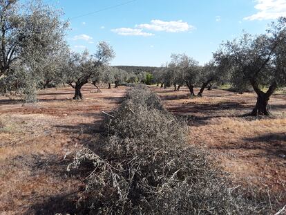 Magnon Green Energy dispone de ocho plantas de generación de energía a partir de biomasa agroforestal cuya sostenibilidad está avalada por la Unión Europea mediante el esquema SURE.