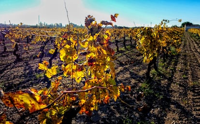 Viñas otoñales... Quizá el final es allí de donde partimos, como versó Eliot.