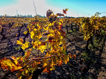 Viñas otoñales... Quizá el final es allí de donde partimos, como versó Eliot.