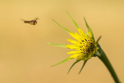 La función de las abejas es conocida por todos, pero igual de importantes son los polinizadores silvestres como este sílfido.<br><br><i>La observación de este pequeño espacio me permitió sobrellevar algo mejor las noticias que cada día llegaban de la pandemia. Después de unos meses de trabajo, estas imágenes sirven para visibilizar espacios anónimos que no se encuentran protegidos pero que poseen una gran cantidad de especies interesantes. Lo que en principio nació como una manera de pasar el tiempo se ha convertido en un proyecto de largo recorrido sobre la biodiversidad, eso sí, a un kilómetro de casa.</i><br>