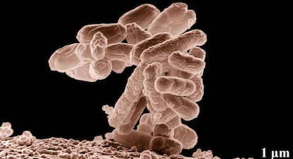 A bactéria E. coli colabora nos processos digestivos.