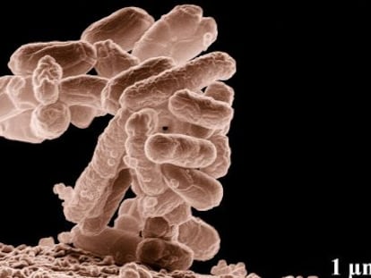 A bactéria E. coli colabora nos processos digestivos.