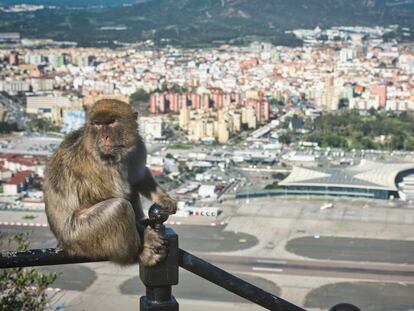 Un mono subido en una barandilla junto a las vistas de la aduana y el aeropuerto entre España y Gibraltar.