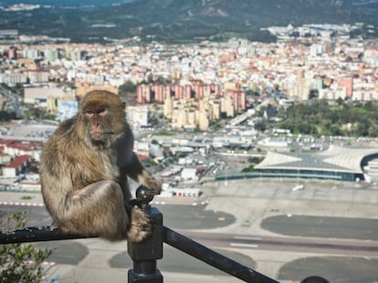 Un mono subido en una barandilla junto a las vistas de la aduana y el aeropuerto entre España y Gibraltar.