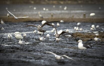 En situaciones de escasez de alimento, como las que se viven en las últimas fechas en zonas todavía encharcadas en l´Albufera, las gaviotas reidoras y sombrías forman grupos mixtos con gacetas y méritos, a las que les roban las presas en cuanto las extraen del fango, proceso llamado cleptoparasitismo.