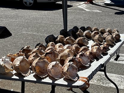 Venta de caracolas en O Grove (Pontevedra), en una fotografía tomada por miembros de la Sociedade Galega de Historia Natural y presentada como prueba junto a una denuncia en la Xunta.