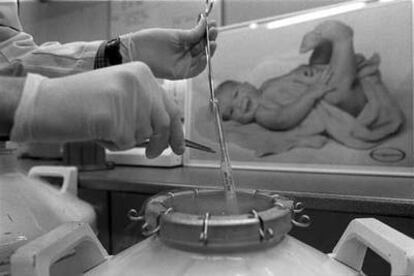 Muestras celulares congeladas destinadas a inseminación artificial en un laboratorio español.