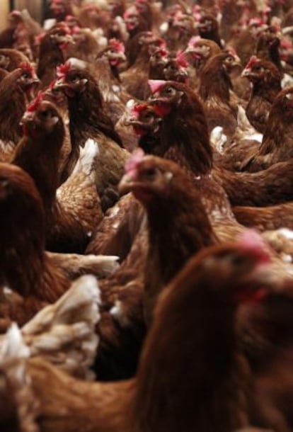 Gallinas apretujadas en una granja avícola.