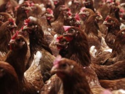 Gallinas apretujadas en una granja avícola.