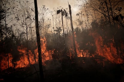“Lo que muestran nuestros datos es que hubo una intensidad diaria de incendios por encima de la media en algunas partes de la Amazonia durante las dos primeras semanas de agosto”, señala Mark Parrington, de Copérnico, el programa europeo de observación de la Tierra. “Pero, en general, las emisiones totales [de CO2 generado por los incendios] estimadas para agosto han estado dentro de los límites normales: más altas que en los últimos seis o siete años, pero más bajas que a principios de la década de 2000”, subraya. En la imagen, las llamas queman una zona de la selva amazónica cerca de Porto Velho (Brasil), el 23 de agosto.