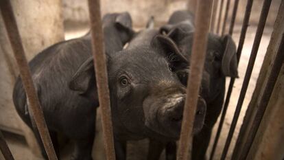 Unos cerdos en la granja de un ganadero chino que asegura que ha tenido que sacrificar a cientos de animales.