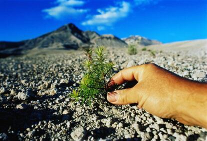 En primavera, a medida que el viajero se aproxima al monte St Helens, en el estado de Washington, puede ver cómo los brotes nuevos de color verde pálido que surgen en las coníferas de color verde oscuro crean un efecto refractario, casi como una obra de arte óptico que resulta increíble. Este monte explotó en 1980 en una erupción volcánica con el poder de varias bombas atómicas, lo que causó que su cara norte se derrumbara, además de expulsar una inmensa nube de cenizas. Murieron 57 personas y el paisaje se convirtió instantáneamente en un páramo yermo. Desde entonces, la zona está protegida para que se regenere.