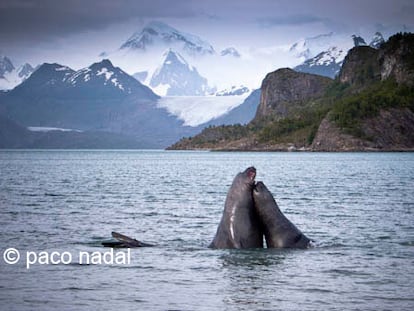Pingüinos, elefantes y otros animales