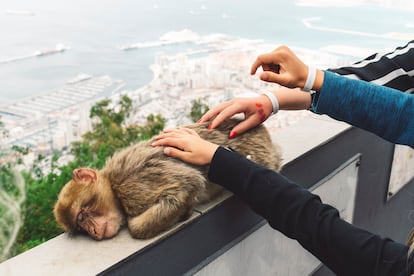 Uno de los monos de Gibraltar, en una imagen de archivo.