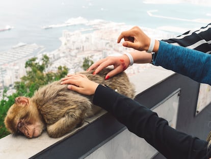 Uno de los monos de Gibraltar, en una imagen de archivo.