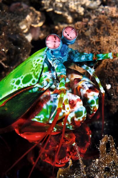 Ejemplar de Odontodactylus scyllarus o langosta mantis, retratado en Turquía en 2011. 