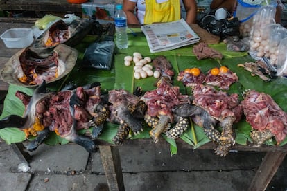 La carne y los huevos de tortuga son muy demandados para el consumo humano. Algunas especies, como la Taricaya, están en peligro de extinción.