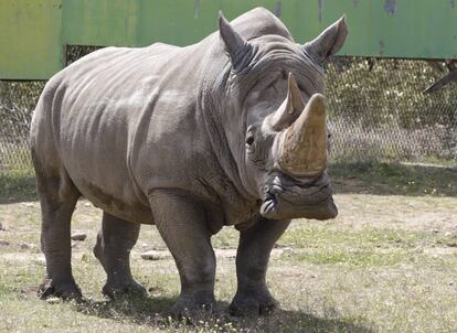 Un ejemplar de rinoceronte blanco que fue bautizado como 'Serrano' en el Safari