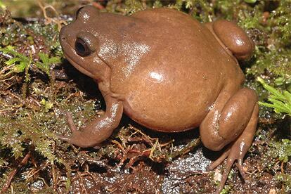 Ejemplar de una de las 20 nuevas especies de rana descubiertas por los científicos en las selvas de Indonesia.