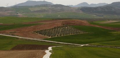 Plantaci&oacute;n de Deoleo en M&aacute;laga.