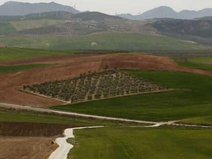 Plantaci&oacute;n de Deoleo en M&aacute;laga.