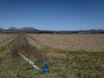 La dura sequía que sufre Cataluña causa una merma notable en la producción de los arrozales.