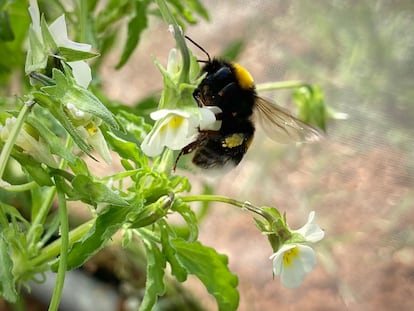 Pie: Una planta de pensamiento salvaje siendo polinizada por un abejorro durante los experimentos.
Crédito: Samson Acoca-Pidolle

