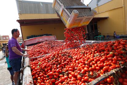 Preparativos de la Tomatina de Buñol, en la cooperativa agrícola de La Llosa, de donde salieron las 130 toneladas de tomate.