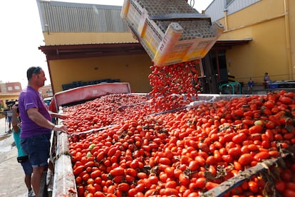 Preparativos de la Tomatina de Buñol, en la cooperativa agrícola de La Llosa, de donde salieron las 130 toneladas de tomate.