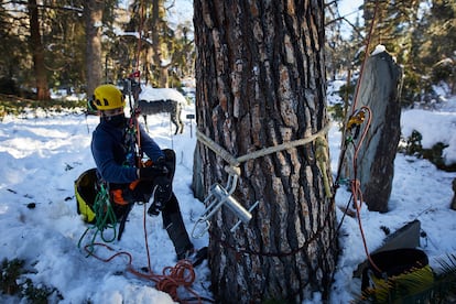 Un operario trabaja con uno de los árboles del Real Jardín Botánico que han sufrido desperfectos tras la gran nevada.