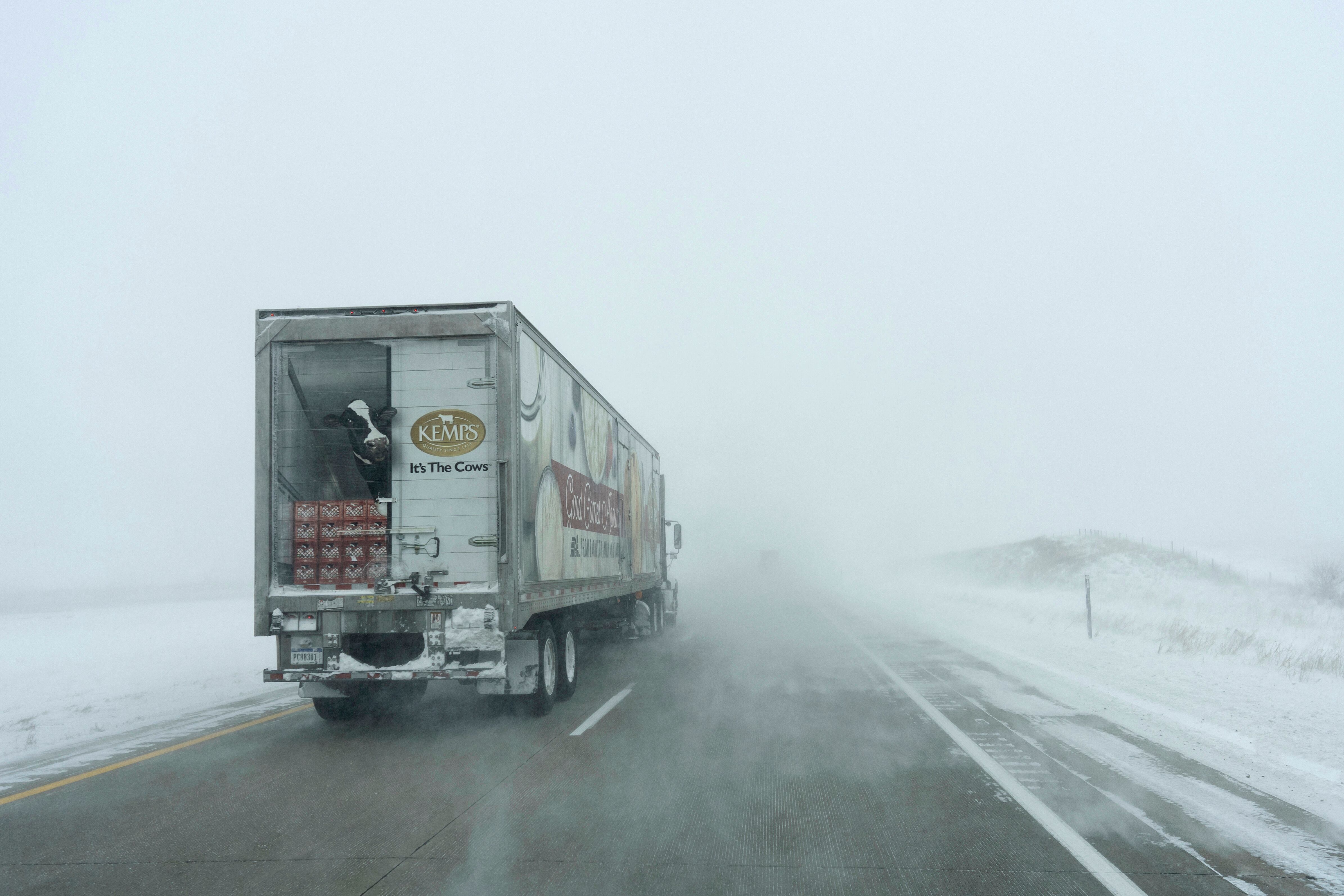 La imagen impresa de una vaca en la parte trasera del remolque de un tráiler, vista en la autopista #20 de EE UU, cerca de Holstein (Estado de Iowa), el 13 de enero. Aunque las temperaturas deberían mejorar el día miércoles, hacia el final de semana se espera que otra masa de aire vuelva a traer temperaturas gélidas.