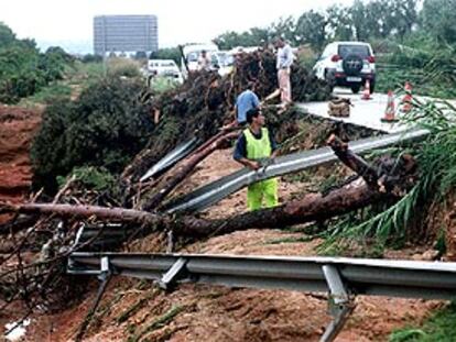 Socavones y árboles arrancados por la lluvia ayer en las proximidades de El Vendrell.
