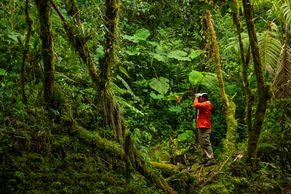 Un observador de aves en un bosque nuboso de la provincia panameña de Chiriquí.