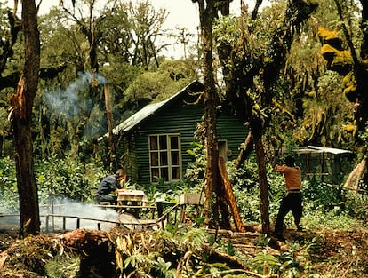 Fossey trabajando en sus estudios cerca de su cabaña en Ruanda.