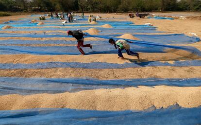 Trabajadores secan arroz bajo el sol en un campo de Kyaunggon, en la región Ayeyarwaddy (Birmania).