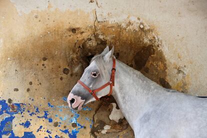 A horse stands in front a bullet-riddled wall at Beirut Hippodrome, Lebanon, April 30, 2017. REUTERS/Jamal Saidi  SEARCH "SAIDI HIPPODROME" FOR THIS STORY. SEARCH "WIDER IMAGE" FOR ALL STORIES.  TPX IMAGES OF THE DAY.
