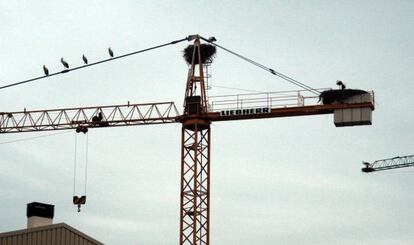 Cigüeñas en grúas de la construcción, en Balaguer, Lleida