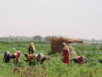 Un grupo de mujeres trabaja en sus cultivos en Gongolon, cerca de Maiduguri (Nigeria).