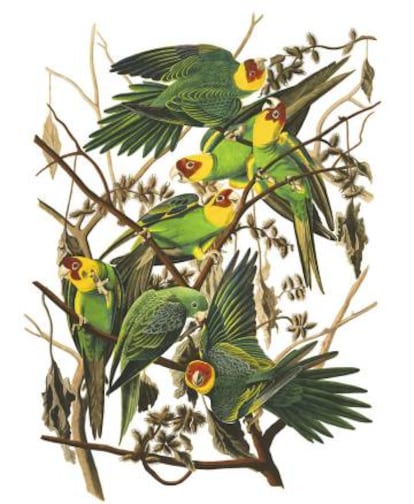 La lámina de John James Audubon muy conocida en Estados Unidos que representa a la cotorra de Carolina.