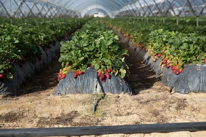 Fresas sin recoger en una plantación de Almonte (Huelva), esta semana.