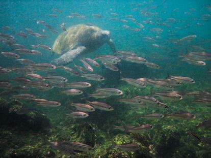 Una tortuga marina viaja entre una escuela de peces en las islas Galápagos (Ecuador).