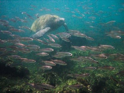 Una tortuga marina viaja entre una escuela de peces en las islas Galápagos (Ecuador).