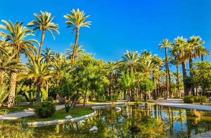 El palmeral de Elche (Alicante).