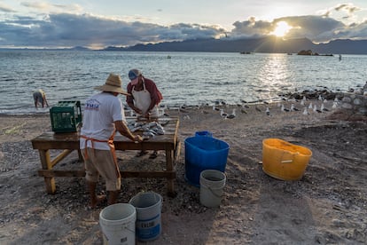 Pescadores artesanales que crearon la primera zona de refugio pesquero de México limpian pescado en la isla El Pardito, en Baja California Sur.