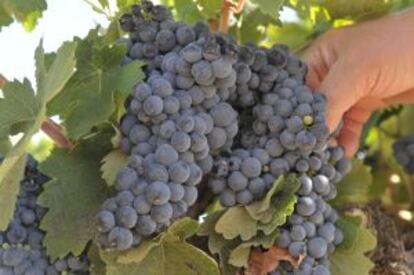 Un racimo de uvas en un viñedo de la bodega El Vínculo, en Campo de Criptana (Ciuda Real).