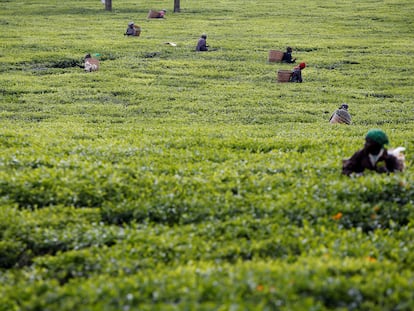 Trabajadores recogen hojas de té en una plantación en el condado de Kiambu, cerca de Nairobi, Kenia.