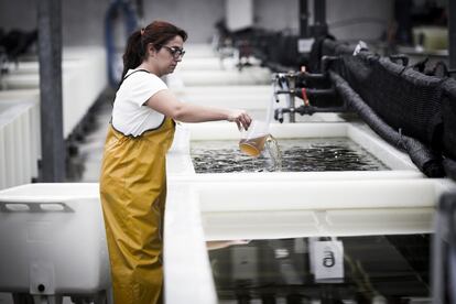 Una trabajadora de la compañía Galician Marine Aquaculture (GMA), prepara el agua donde son criadas estas especies, muy cotizadas en el mercado asiático. La elección del municipio de Muros se debe a la calidad de sus aguas. La salinidad, temperatua, oxígeno y población bacteriana se vigilan a diario.