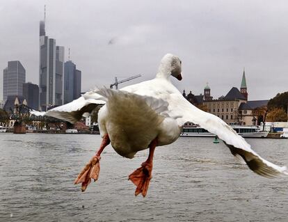 Un pato vuela en la orilla del río Meno, en Frankfurt (Alemania).