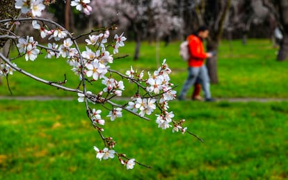 Cerezos en flor en el parque de la Quinta de los Molinos de Madrid, el lunes. 